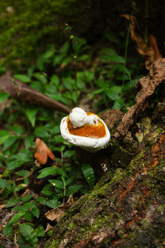 Cogumelo branco e laranja em tronco de arvore com fundo de folhas