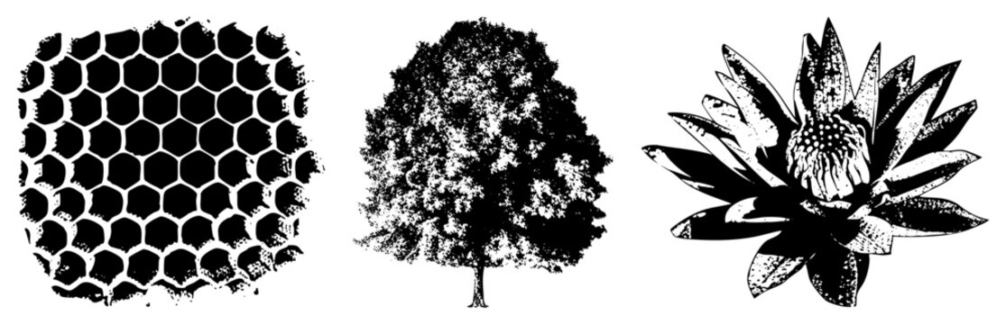 Three nature vector cutouts honeycomb, tree silhouette, protea bloom (sugarbush/king flower). Gritty stencil style, high contrast halftone textures for bold impact.