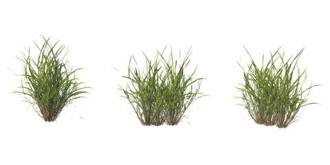 Three small green grass bushes isolated on a plain surface © md