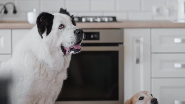 Adorable Alabai dog smiling indoors, clean kitchen background, cozy home vibe