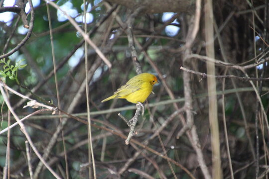 ave can&aacute;rio da terra - Sicalis flaveola  