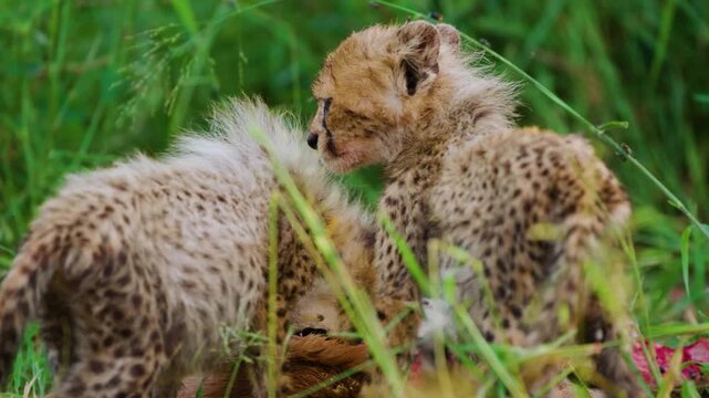Cubs of a Northeast African cheetah (Acinonyx jubatus soemmeringii) eating flesh of a deer. South Africa.