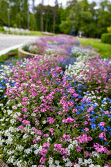 Fototapeta premium Colorful Flower Garden
