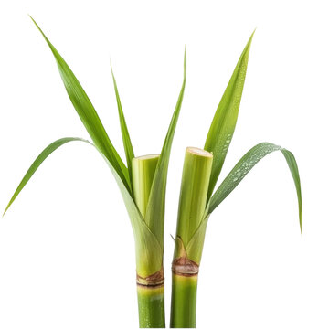 Fresh green onions with long white roots isolated on a transparent background