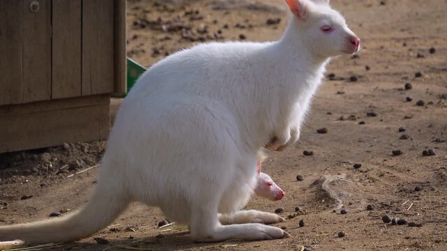Close up of a white albino Kangaroo standing and watching with a baby in the pouch.