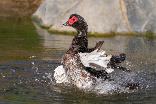 Warzenente (Cairina moschata) spritzt beim Baden im Wasser vor einem hellen Felsen - Puertito de los Molinos, Fuerteventura