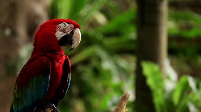 Close up red Macaw parrots portrait in Caribbean tropical forest. Playa del Carmen, Quintana Roo, Mexico. Borneo island fauna. Wild birds in natural habitat. Big beak parrot in wildlife, Indonesia
