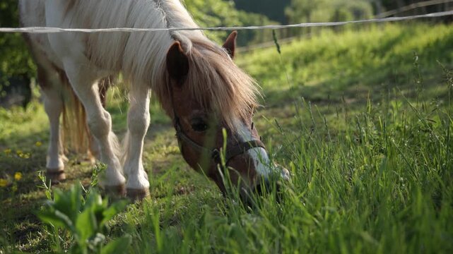 A cute pinto pony grazes on lush green grass during golden hour. Warm sunlight highlights its mane as it eats peacefully behind a pasture fence in a beautiful rural setting.