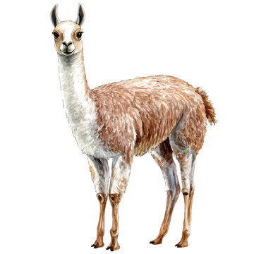 Llama, watercolor artwork with bold brush accents and dynamic composition, isolated on a white background.