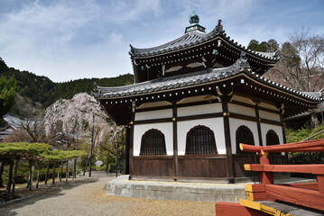 Obraz premium 善峯寺 経堂近くの桂昌院お手植えしだれ桜と遊龍の松(京都市西京区)