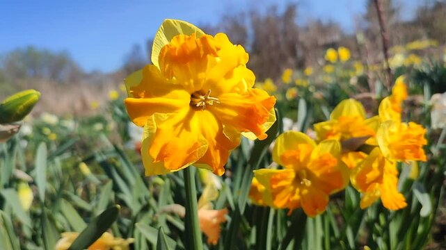 Blooming flower. Blooming yellow daffodil flower. Blossomed narcissus growing in ground on sunny spring day. Flower inflorescence with petals and green leaves. Flowerbed. Growing varietal flowers