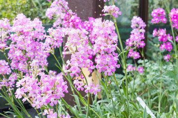 Obraz premium The sticky catchfly (Viscaria vulgaris) or clammy campion