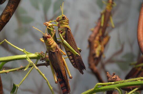 Giant Locust