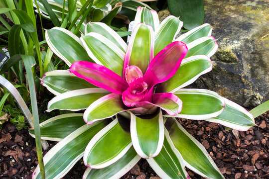 Neoregelia bromeliad