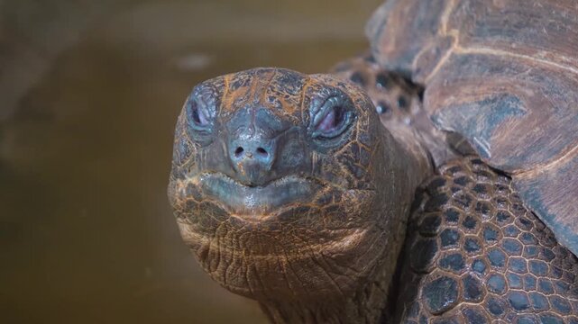 Close up head of giant Galapagos turtle looking around on a cloudy day