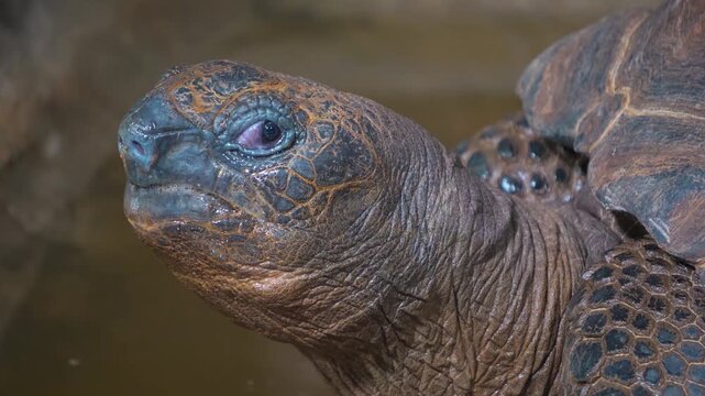 Close up head of giant Galapagos turtle looking around on a cloudy day