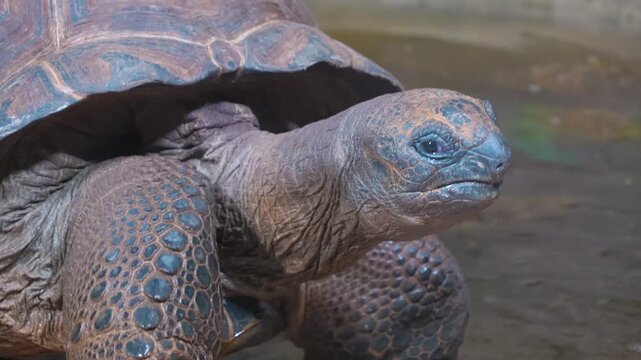 Close up head of giant Galapagos turtle looking around on a cloudy day