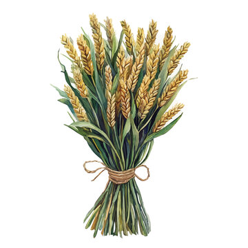 watercolor painting of Wheat Bundle graphic, isolated on a white background.