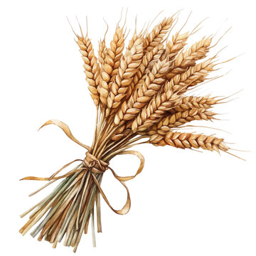 watercolor graphic of Wheat Bundle illustration, isolated on a white background.