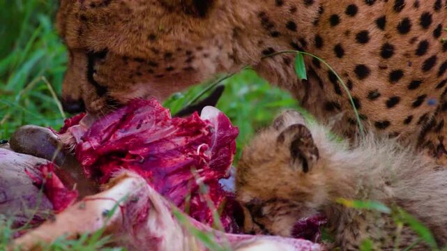 A mother cheetah and its cub eating meat together.