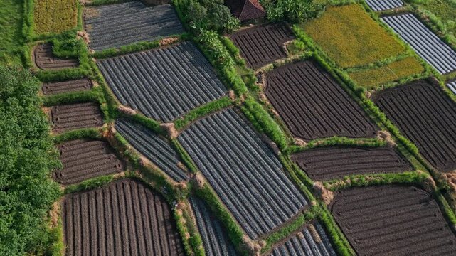 Aerial view Bali cultivated terraces mosaic of mulch and bare beds, researcher drone surveying crop layout, contour paths and drainage lines, dynamic geometry and seasonal light, Indonesia