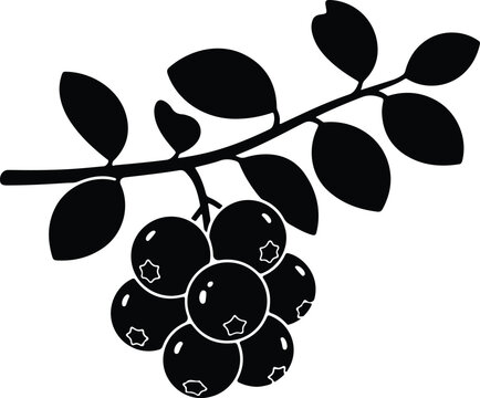 Silhouette design of fresh blueberry branch with leaves and ripe berries vector