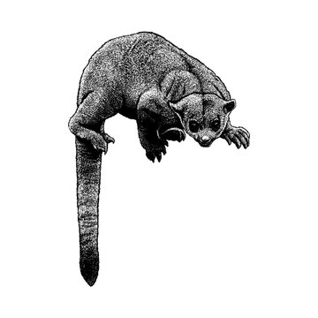 Hand-drawn vector illustration of an Olingo (Bassaricyon) nocturnal mammal in a climbing pose, featuring detailed stipple shading and realistic fur texture isolated on a white background.