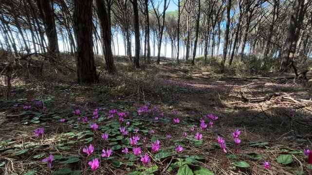 Wild Pink Cyclamen Flowers Blooming in Pine Forest in Tuscany, Italy
