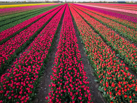 Aerial view of vibrant rows of blooming red, pink, and yellow tulips in a vast agricultural field under a soft spring light Sommelsdijk, South Holland, Netherlands.