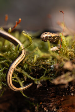 Blindschleiche (slow worm)