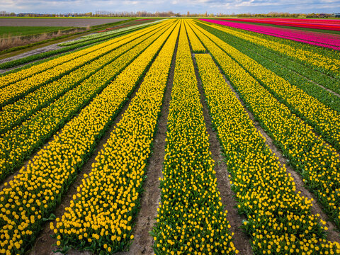 Aerial view of vibrant yellow and pink tulip fields in straight rows under a soft cloudy sky in Sommelsdijk, South Holland, Netherlands.