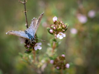 Fototapeta premium Butterflies flying freely among the plants