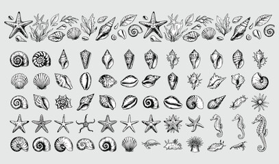 Vintage marine life illustration set featuring seashells starfish seahorses and ocean creatures hand drawn vector collection © MD. JAKIR IBNE