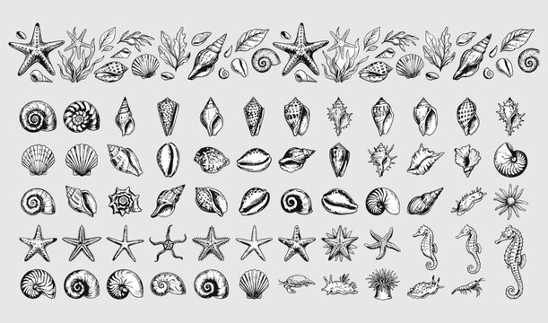Vintage marine life illustration set featuring seashells starfish seahorses and ocean creatures hand drawn vector collection