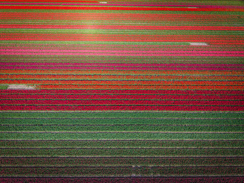 Aerial view of vibrant tulip fields with parallel rows of red, pink, and orange flowers under bright daylight in Sommelsdijk, South Holland, Netherlands.