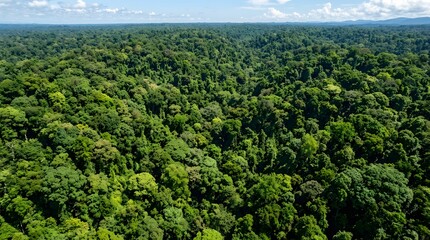 Fototapeta premium Aerial view of lush green rainforest canopy and distant mountains abstract background