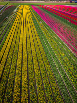 Aerial view of vibrant rows of yellow, pink, and red tulip fields stretching across the rural landscape under bright daylight Sommelsdijk, South Holland, Netherlands.