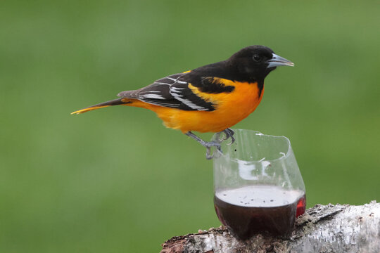 First Baltimore Oriole males on feeder, eating grape jelly