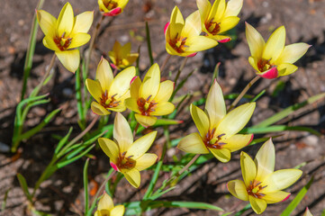 Obraz premium Cluster of yellow tulip flowers with red accents in soil