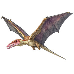 watercolor painting of Pteranodon graphic, isolated on a white background. © teralis