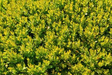 Obraz premium Dense golden green shrub foliage covering garden ground. Buxus microphylla, the Japanese box