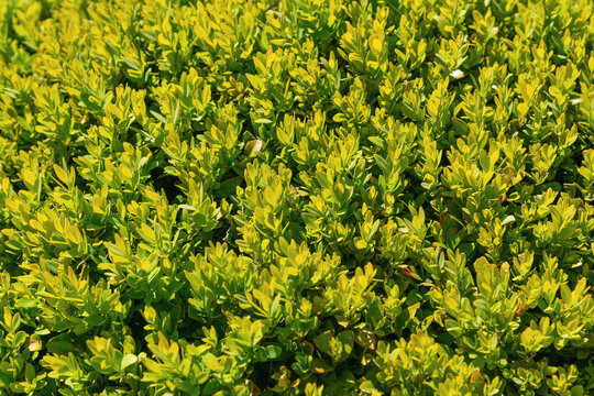 Dense golden green shrub foliage covering garden ground. Buxus microphylla, the Japanese box