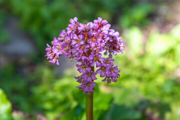 Fototapeta premium Pink flower cluster blooming on single green stem garden. Bergenia crassifolia, heartleaf bergenia