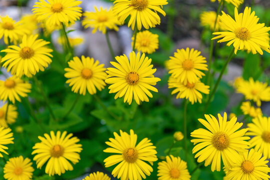 Mass of yellow blooms covering garden ground. Doronicum orientale, the Oriental leopard's bane