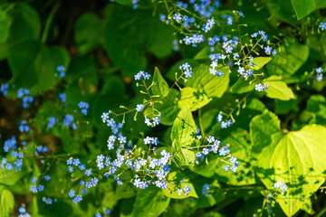 Cluster of small blue wildflowers blooming in leafy understory. Brunnera macrophylla, the Siberian bugloss © K. Yeudakimava