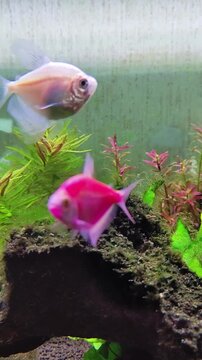 peces nadando en acuario