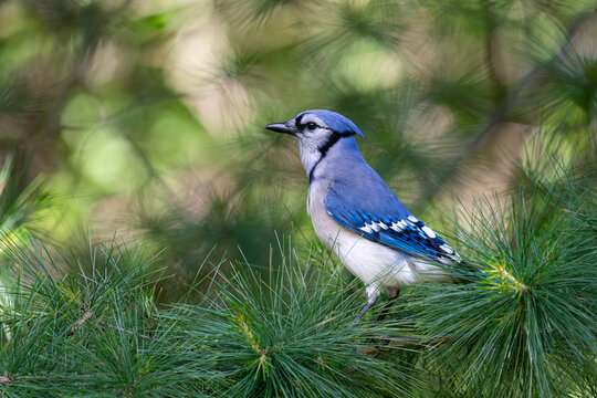A Blue Jay perched on the soft, long needles of an Eastern White Pine tree in a sunny forest setting