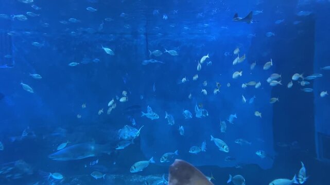 Large aquarium with sharks, sea turtles, rays and schools of fish swimming around