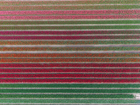 Aerial view of vibrant tulip fields with colorful parallel rows of red, pink, and orange flowers in Sommelsdijk, South Holland, Netherlands.