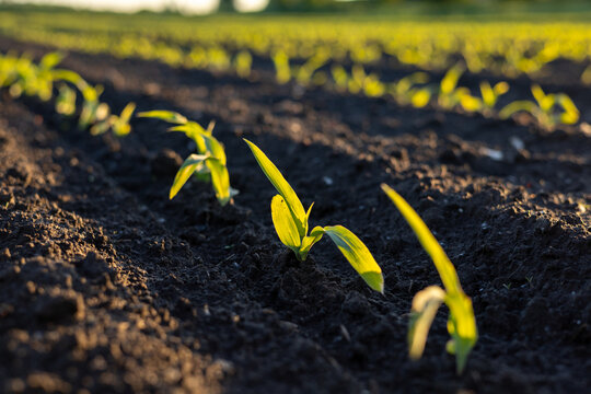 Small corn plants stand in rows on dark soil as sunlight shines on them in a field during summer